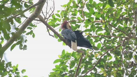 seen preening itself reaching out to its right wing, a difficult task while perched up high a tree, wreathed hornbill rhyticeros undulatus, male, thailand