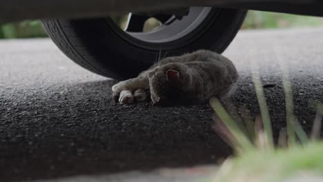 Grey-Cat-Sleeping-Underneath-a-Car