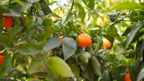 frutos de mandarina orgánicos y frescos colgando de un árbol - temporada de mandarina en españa