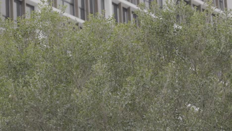 tree moving in the wind near a building