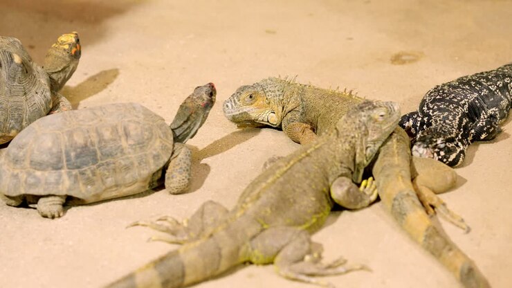 Green iguanas and tortoises resting on sand in terrarium