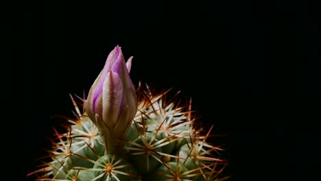 mammillaria bombycina cactus flower blossom on dark background