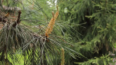 pine tree branches with buds