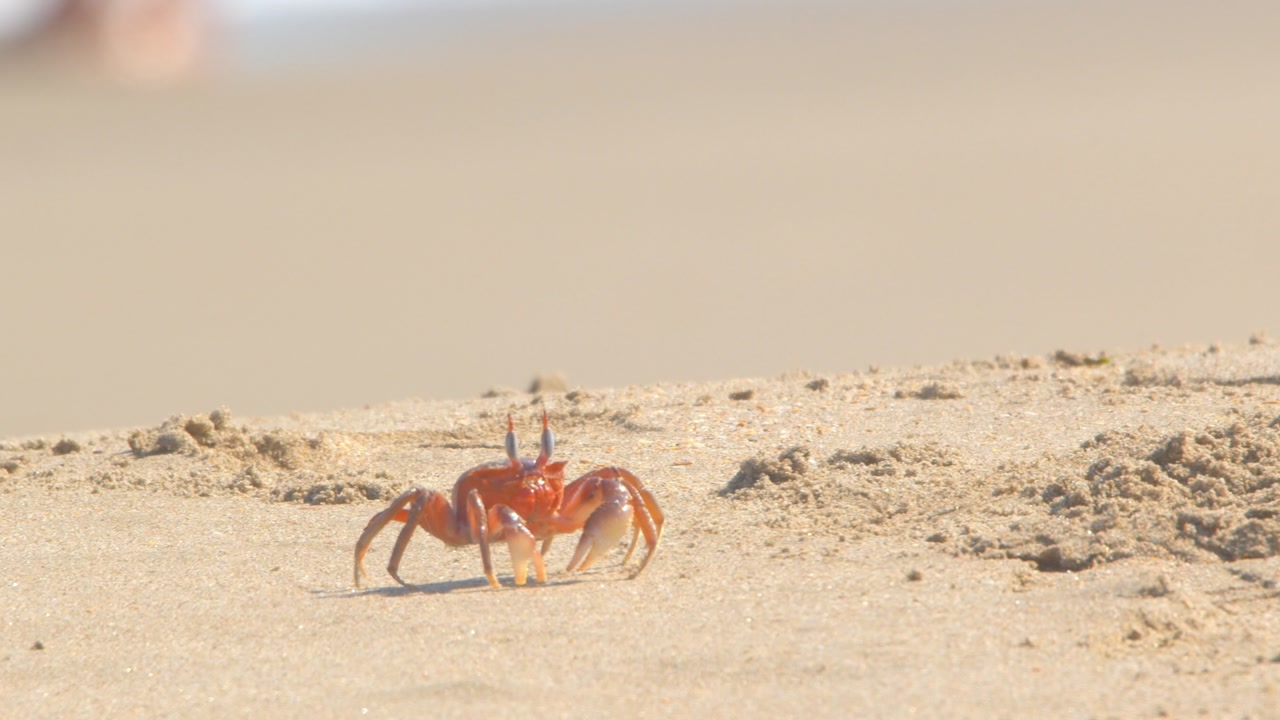 Crab cleaning its eyes in extreme slow motion on sandy beach Piura Peru