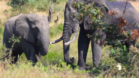 Madre-Elefante-Con-Bebé-Hijo-Savana-Imágenes-De-La-Vida-Silvestre,-Bonito-Y-Encantador-Concepto-De-Familia