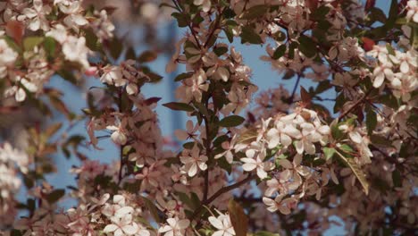 Nahaufnahme-Eines-Blühenden-Baumes-Im-Frühling