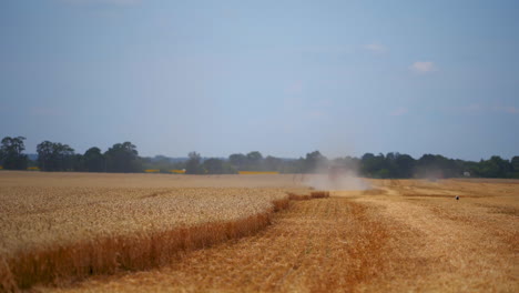 combine harvester in action on wheat field. process of gathering ripe crop from the fields. agricultural technic in field. special technic in action.