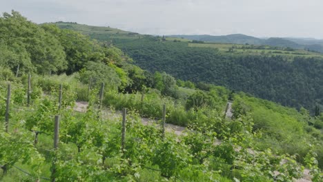 Italien,-Valpolicella-Mit-Seinen-Weinbergen-Und-Der-Natur,-Die-Es-Umgibt