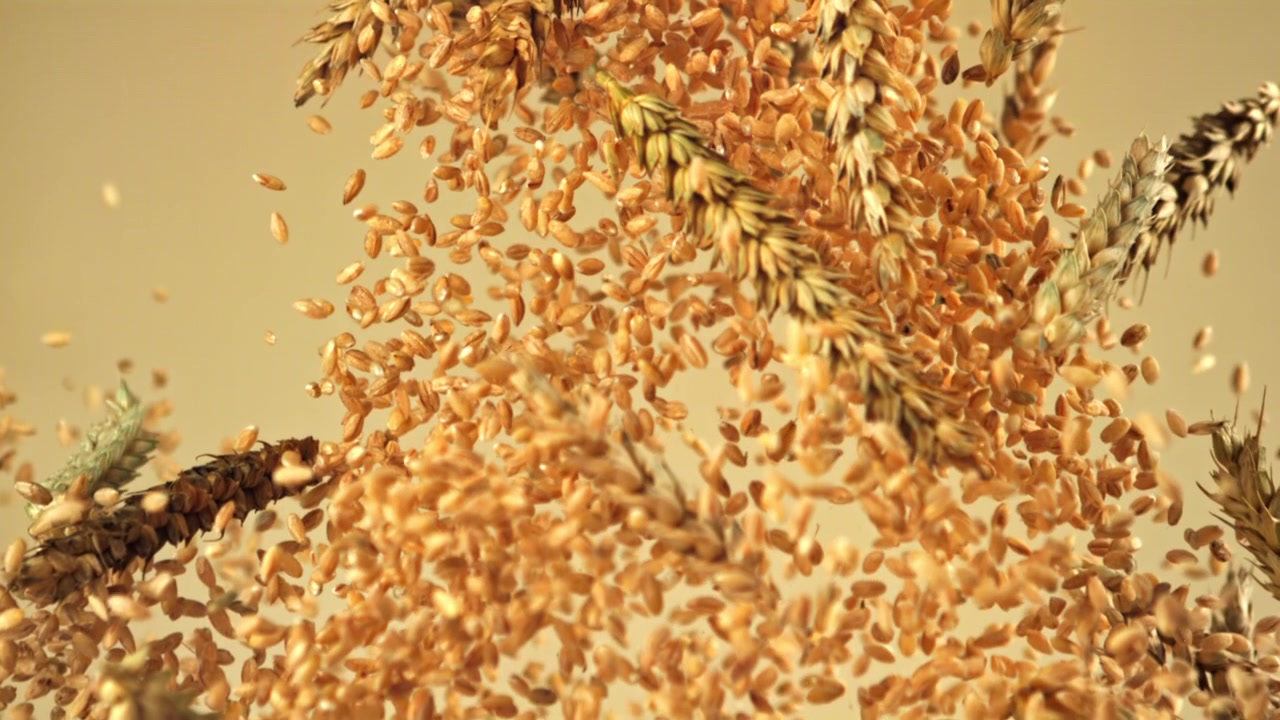 Chicchi di grano dorati e spighe che cadono al rallentatore
