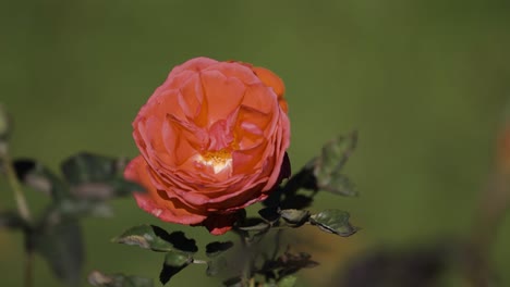 a beautiful coral rose on the blurry green background