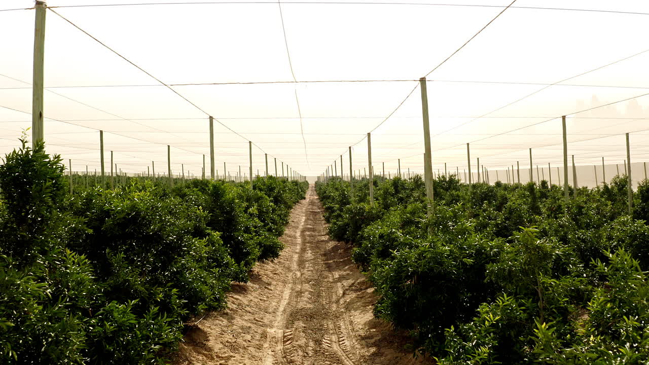 tanta bondad crece aquí