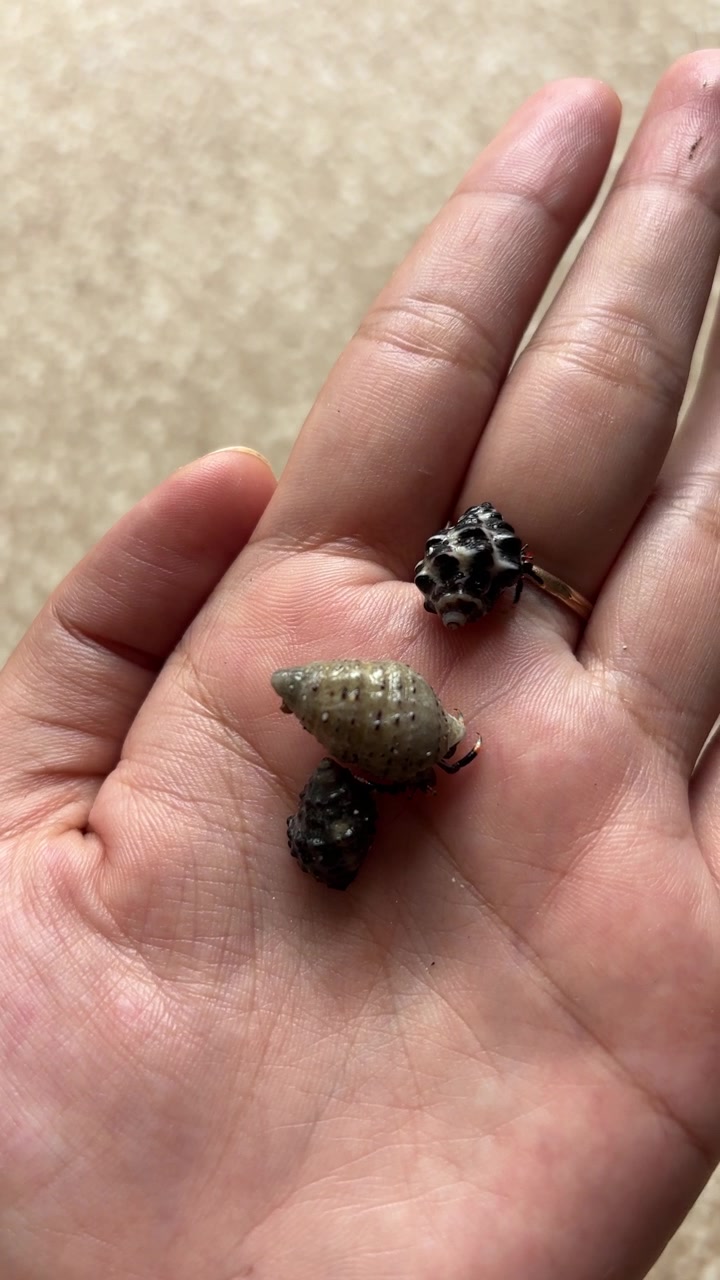 Close-Up of Small Hermit Crabs Moving in a Person's Hand
