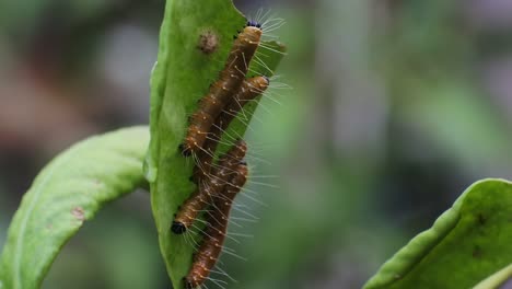 caterpillars crawl on the branch