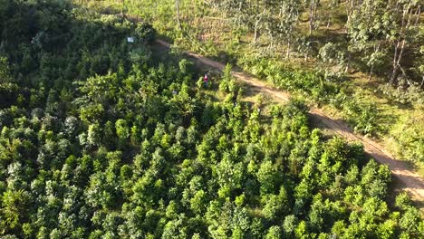 aerial green tea trees in nature