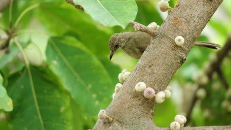 Streifenohriger-Bulbul,-Der-Früchte-Frisst-Und-Auf-Dem-Ficus-Superba-Baum-Thront-–-Nahaufnahme