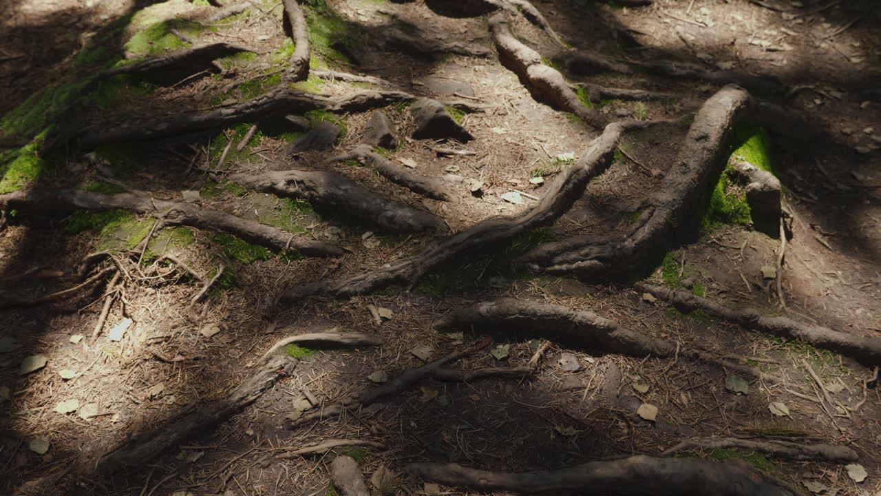 The Roots Of Old Trees On A Mountain Path An Old Deciduous Forest The Rays Of The Sun Make Their Way