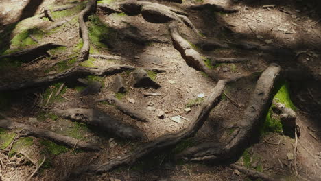 the roots of old trees on a mountain path an old deciduous forest the rays of the sun make their way