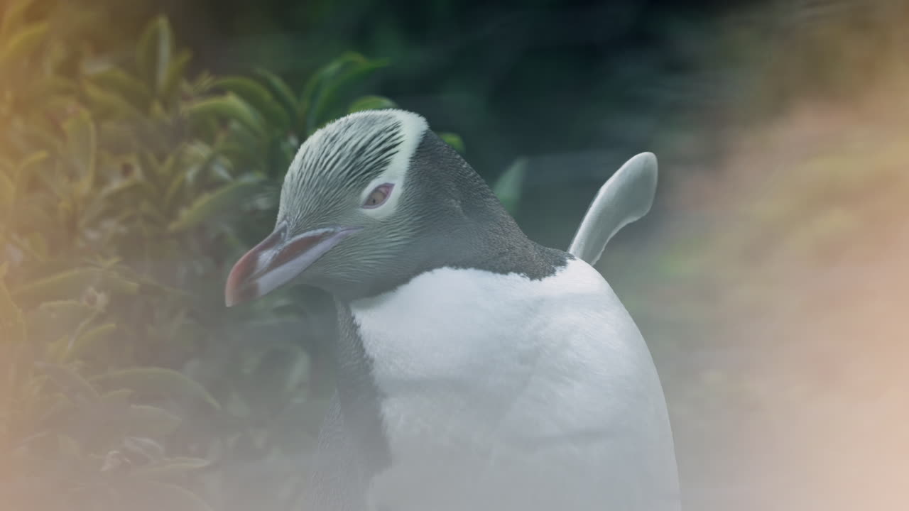 뉴질랜드 의 카티키 포인트 등대 에서 해 가 지고 있는 놀라운 노란 눈  ⁇  의 클로즈업