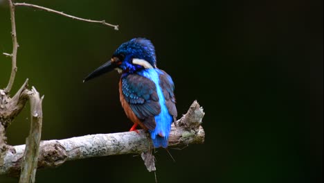 El-Martín-Pescador-De-Orejas-Azules-Es-Un-Pequeño-Martín-Pescador-Que-Se-Encuentra-En-Tailandia-Y-Es-Buscado-Por-Los-Fotógrafos-De-Aves-Debido-A-Sus-Hermosas-Orejas-Azules,-Ya-Que-Es-Una-Pequeña,-Linda-Y-Esponjosa-Bola-De-Plumas-Azules-De-Un-Pájaro