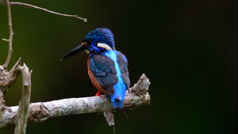el martín pescador de orejas azules es un pequeño martín pescador que se encuentra en tailandia y es buscado por los fotógrafos de aves debido a sus hermosas orejas azules, ya que es una pequeña, linda y esponjosa bola de plumas azules de un pájaro