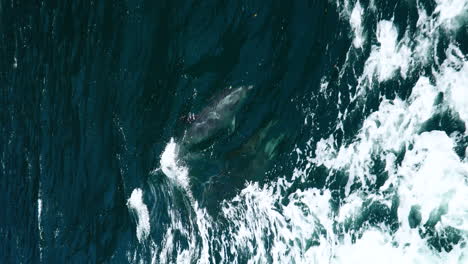 Vertical-shot-of-bottlenose-dolphins-swimming-under-the-bow-of-a-boat-in-the-milford-sound