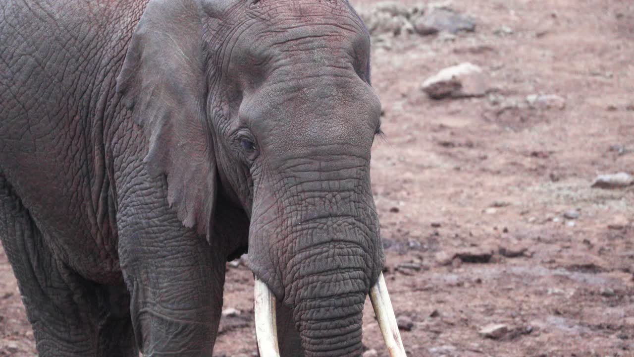vista de cerca de un elefante africano con piel arrugada en el parque nacional de aberdare en kenia