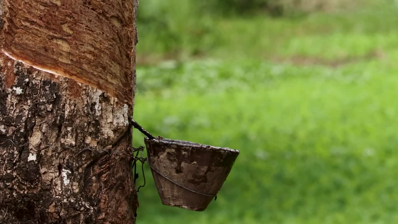 Detailed view of latex collection from a rubber tree using a coconut shell in a green field.