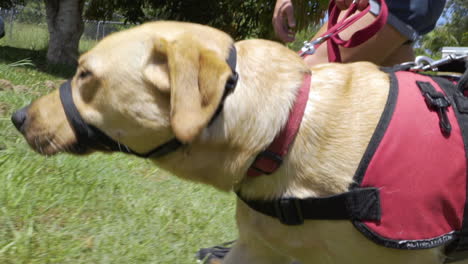 un perro guía asistente en entrenamiento sube las escaleras con su entrenador y recibe un regalo