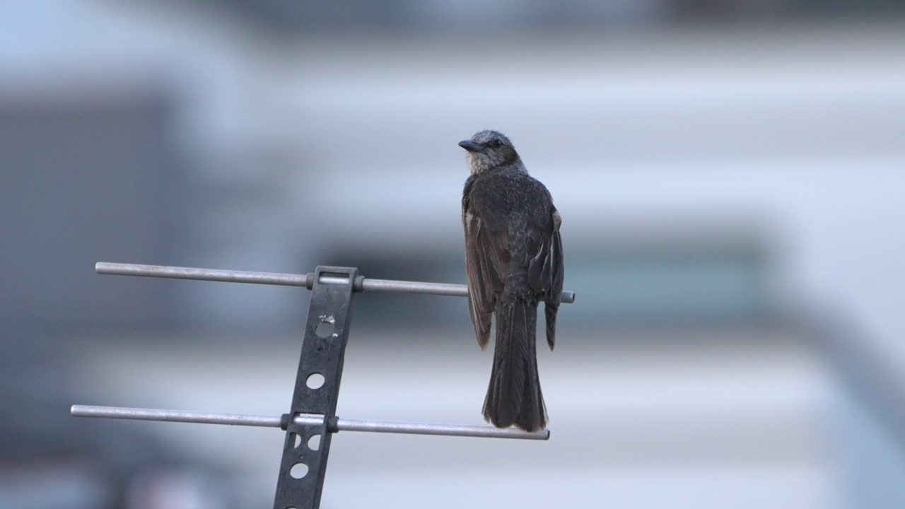 poca profundidad de campo