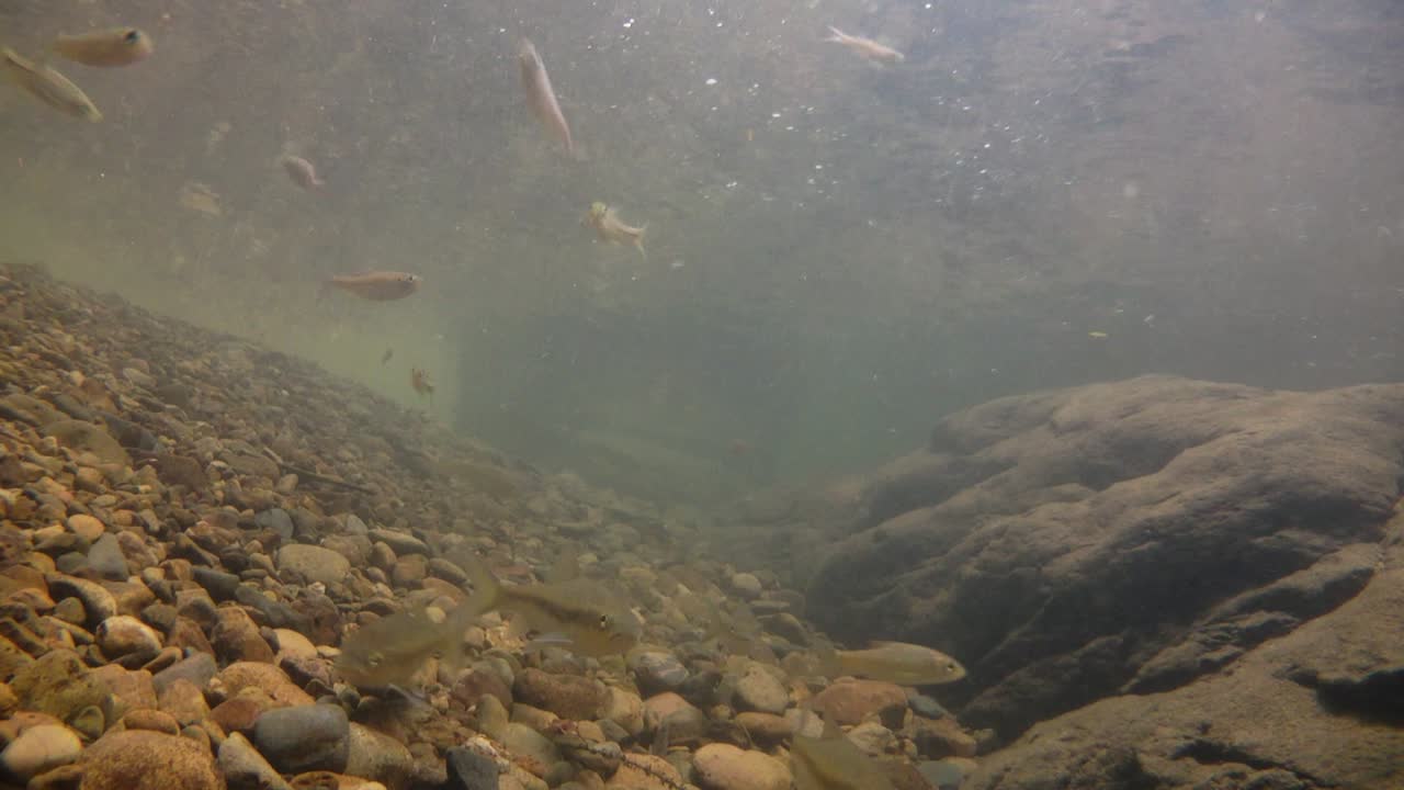 национальный парк каенг крачан является домом для множества фантастических диких животных, а ручьи являются источником пресной воды для животных, чтобы пить, и для рыб, чтобы плавать вокруг.