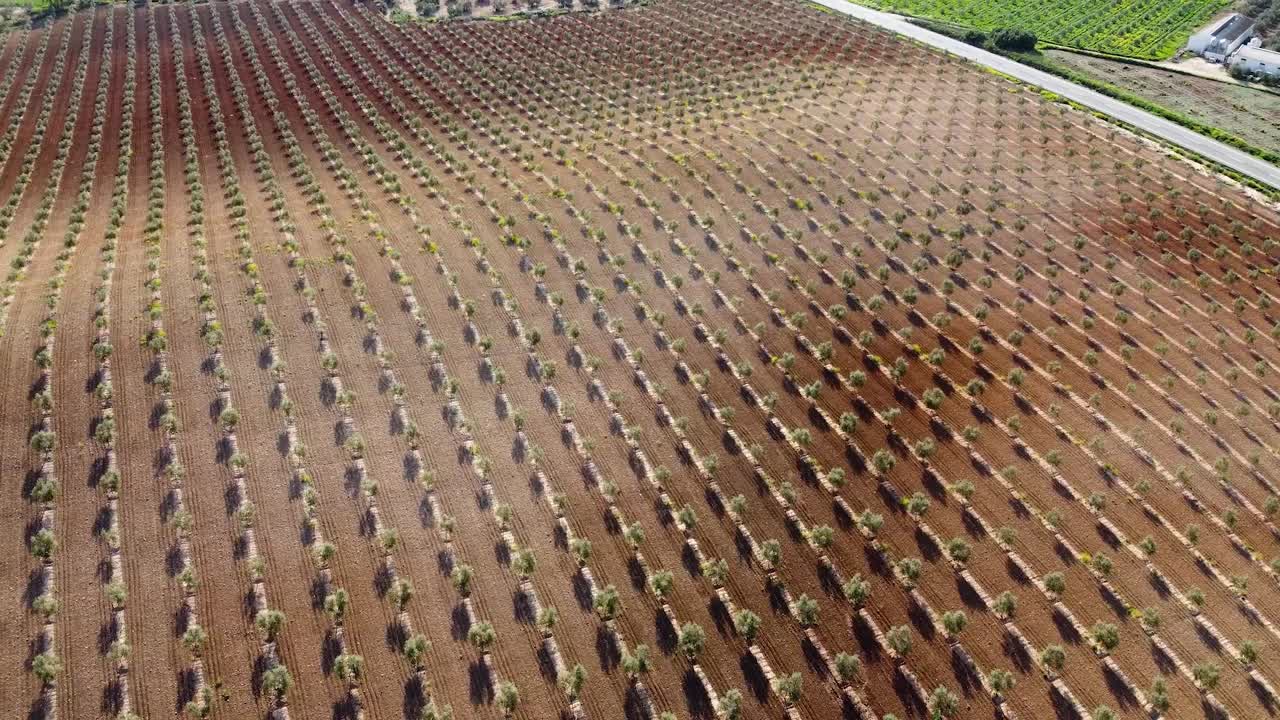 Aerial View of an Olive Grove