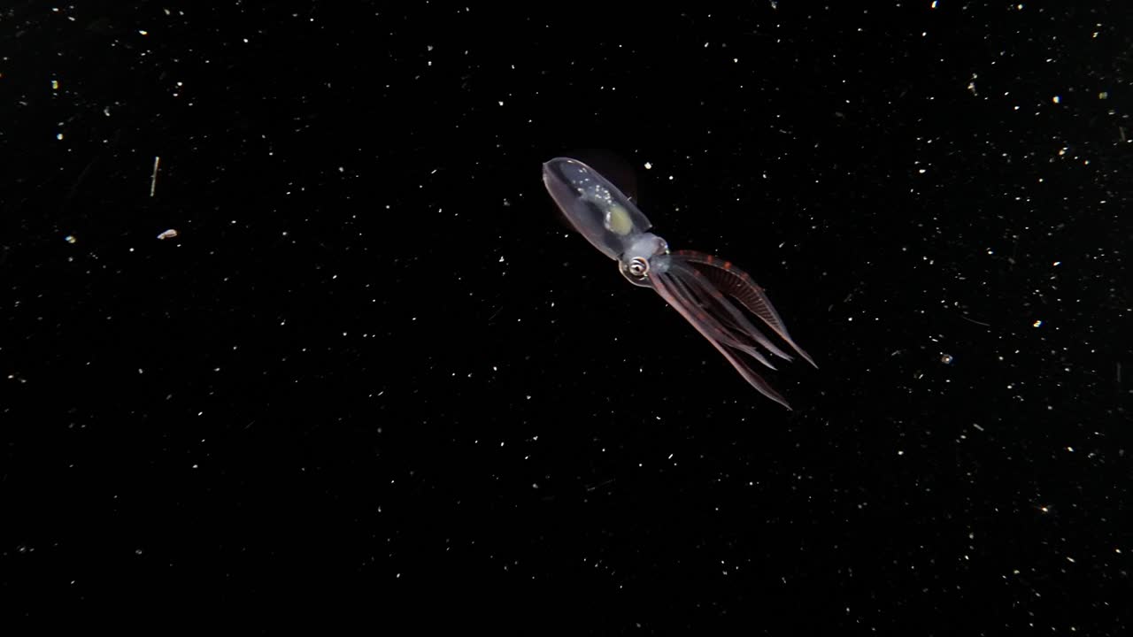 A juvenile Diamond Squid (Thysanoteuthis rhombus) swims, during a blackwater dive in Anilao, Philippines