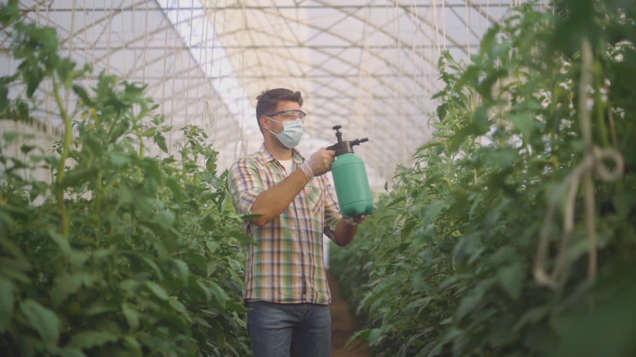 Gardener Spraying Tomatoes in Greenhouse