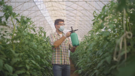 gardener spraying tomatoes in greenhouse