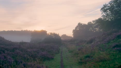 misty sunrise path through heath