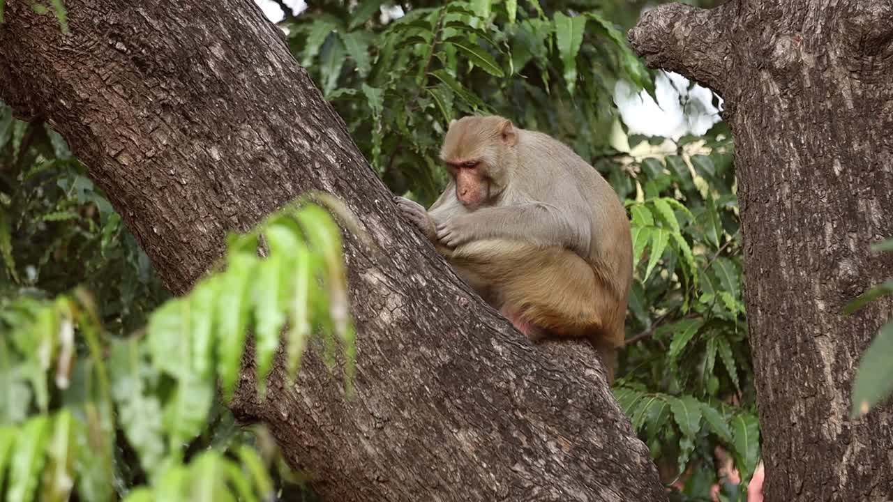 el macaco rhesus (macaca mulatta) en cámara lenta es una de las especies más conocidas de monos del viejo mundo. parque nacional de ranthambore sawai madhopur rajasthan india