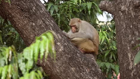 Rhesusaffen-(Macaca-Mulatta)-In-Zeitlupe-Ist-Eine-Der-Bekanntesten-Altweltaffenarten.-Ranthambore-Nationalpark-Sawai-Madhopur-Rajasthan-Indien