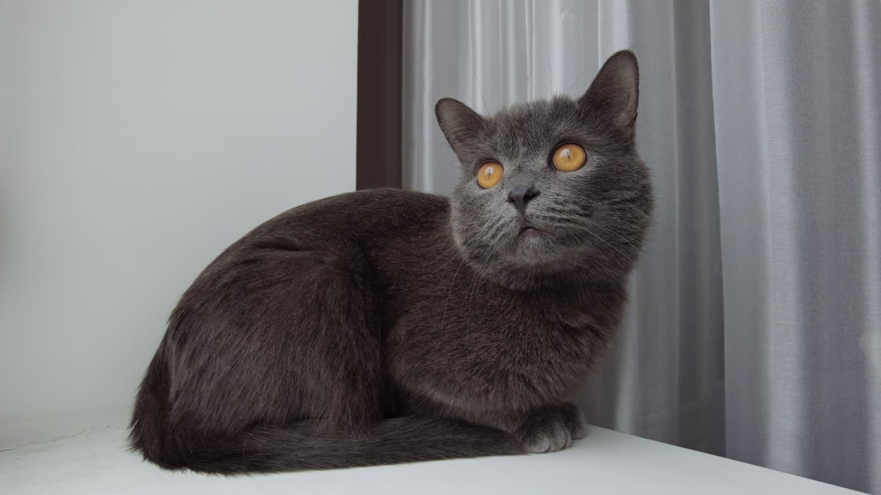 いたずら好きな灰色の猫が白い表面にちょこんと座り、好奇心旺盛な様子で鮮やかなオレンジ色の目で見つめています。柔らかいカーテンが背景を縁取り、屋内には穏やかな雰囲気が生まれています。