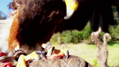 águila-Halcón-Posada-En-La-Mano-Del-Hombre