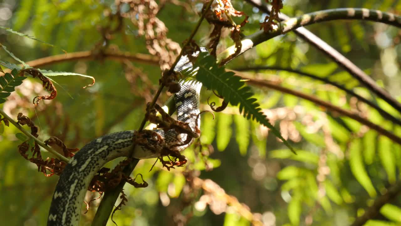 serpiente pitón en el bosque tropical árbol de helecho - pitón diamante