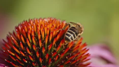Rückansicht-Einer-Wilden-Honigbiene,-Die-Vor-Verschwommenem-Hintergrund-Nektar-Auf-Einer-Orangefarbenen-Sonnenhut-Sammelt
