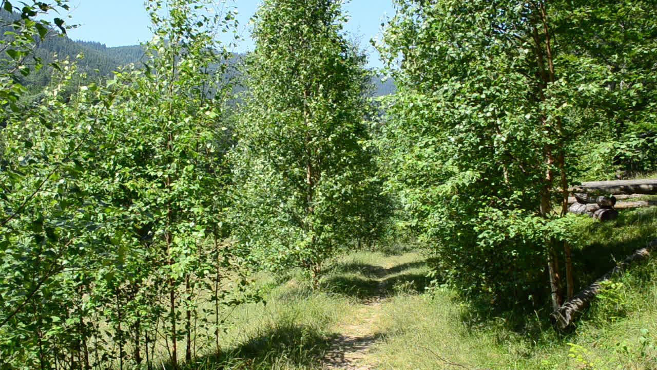 Bergen in de zomer. Bomen en bergen