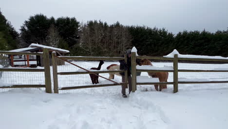 male farmer at snowy gate, brings hay to the llama and alpacas