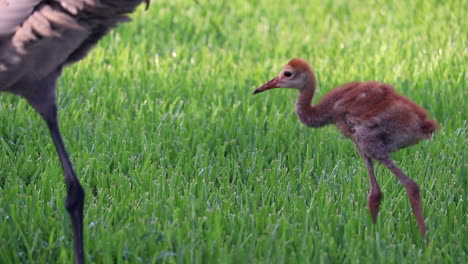 Baby-Sandhill-Crane-Füttert-Morgens-Mit-Mutter