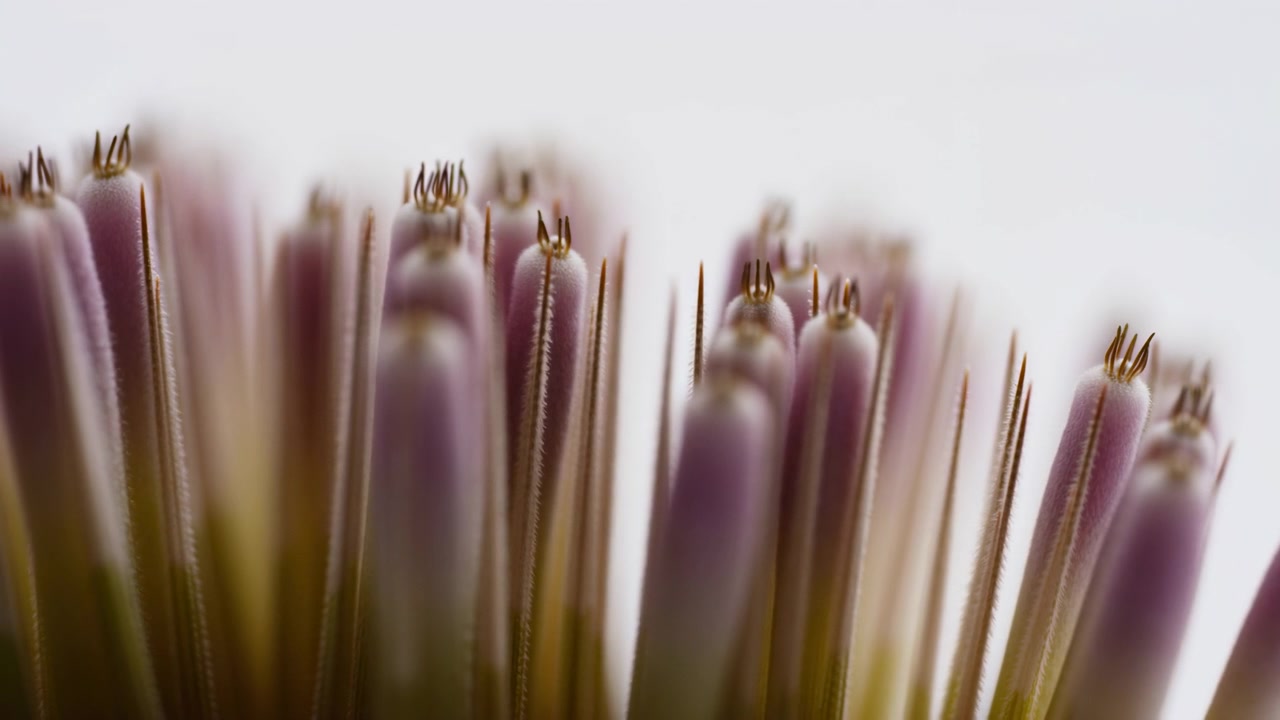 Close-up botanical motion showing clustered flower stamens and pistils at tip level as gentle movement brings different filaments into clarity across soft light, creating refined natural texture and