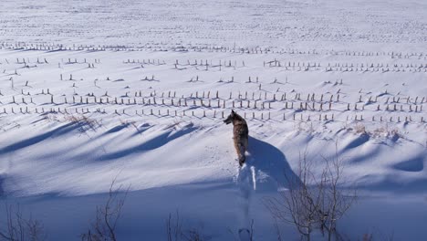 coyote running through deep powder snow and fields to survive the cold winter
