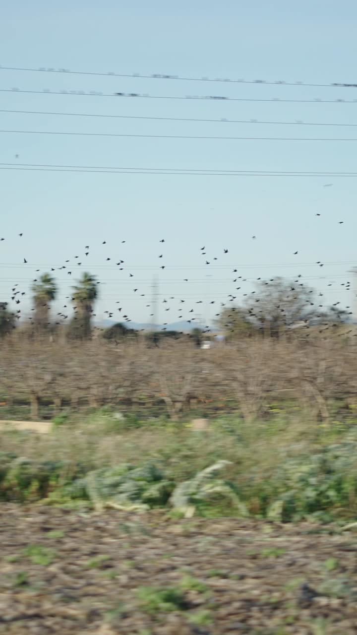 A large flock of birds flying in the sky with power lines above a landscape with trees and distant buildings