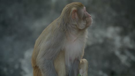 monos al aire libre