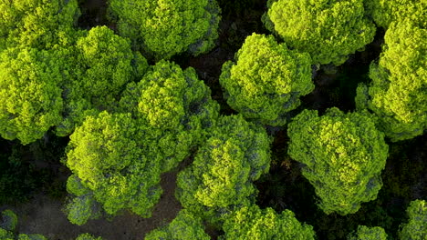 Idyllic-top-down-landing-shot-over-dense-treetops-of-Pine-trees-in-Sunlight