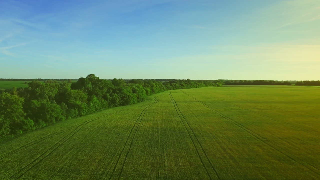 hermoso paisaje de campo de trigo verde en un día de verano. campo agrícola